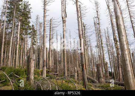 Waldsterben oder waldsterben von Nadelbäumen in Harz, Deutschland Stockfoto