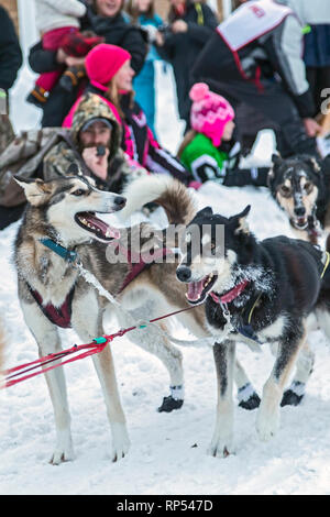 Grand Marais, Michigan - Schlittenhunde zur Halbzeit der BIS 200, eine jährliche 238-Meilen Rennen von Marquette, Michigan zu Grand Marais und zurück. Stockfoto