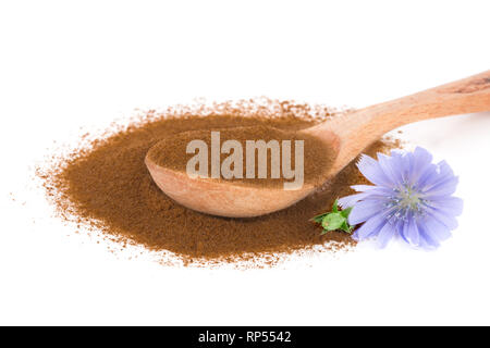 Chicorée Blume und Pulver von Instant Chicorée auf einem weißen Hintergrund. Cichorium intybus.. Stockfoto