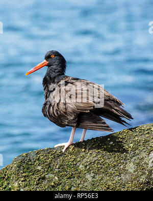 Schwarzer Austernfischer (Haematopus bachmani) preens selbst entlang Ballona Creek, Play del Rey, CA, USA. Stockfoto