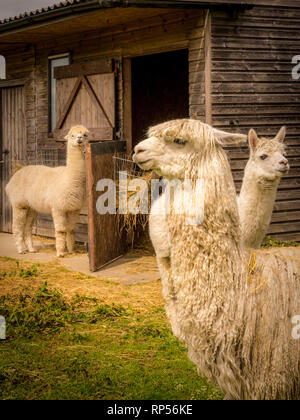 Alpaka (Vicugna pacos) - eine südamerikanische Arten von Camelid. Stockfoto