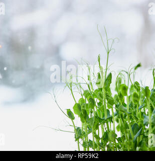 Sprossen von jungen Erbsen, in der Nähe der Textur der jungen Triebe von jungen Erbsen. micro Grüns close-up. Stockfoto
