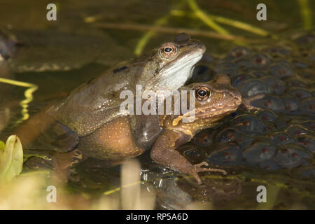Gemeinsame Frog, Rana temporaria, männliche und weibliche Paarung in Frog spawn, Paar in Amplexus, Laich, Februar, Garten Teich Stockfoto