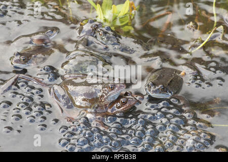 Gemeinsame Frog, Rana temporaria, ein Paar, das Männlein und sein Weiblein unter vielen Männer warten auf Frog für Weibchen laichen zum Laichen zu gelangen, Stockfoto