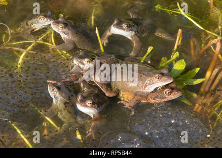 Gemeinsame Frog, Rana temporaria, ein Paar, das Männlein und sein Weiblein unter vielen Männer warten auf Frog für Weibchen laichen zum Laichen zu gelangen, Stockfoto