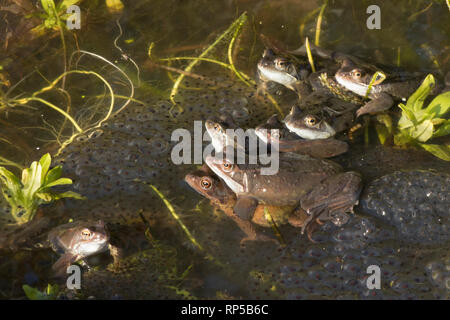 Gemeinsame Frog, Rana temporaria, ein Paar, das Männlein und sein Weiblein unter vielen Männer warten auf Frog für Weibchen laichen zum Laichen zu gelangen, Stockfoto