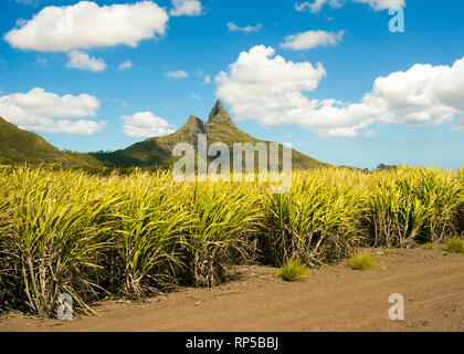 Helle Landschaft von Zuckerrohr Felder in der Nähe der Bergen auf Mauritius Stockfoto