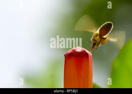 Honig Biene pollinates rote Blume. Platz kopieren Stockfoto