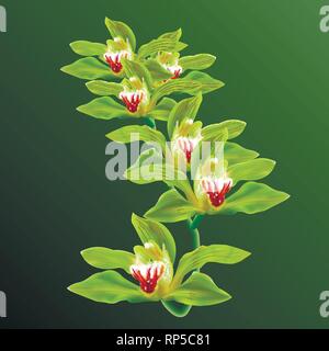 Grüne Orchidee Blumen im Zweig Vektor isoliert auf Hintergrund. 3d ralistic Illustration für Poster, Karten, Einladung, kommerziell. Stock Vektor