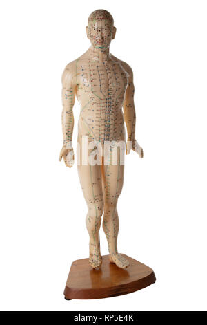 Akupunktur Modell isoliert auf weißem Hintergrund Stockfoto