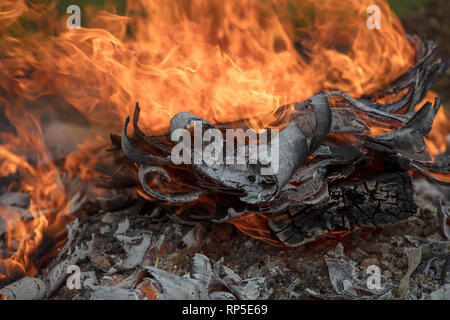 Brennen von unerwünschtem Holz an einem kleinen heißen und kontrollierten Lagerfeuer mit roten Flammen, Holzkohle und der grauen Asche verbranntem Holz. Stockfoto