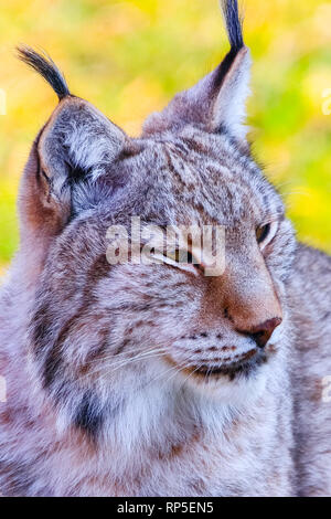 Eurasischen Luchs oder Borealen Luchs (Lynx lynx) ist eine mittelgroße Katze native nach Sibirien, Mitte, Ost, und im südlichen Asien, Nord-, Mittel- und Osteuropäische Stockfoto