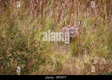 Whitetail buck Betten in einem Feld in Acadia National Park, Maine Stockfoto