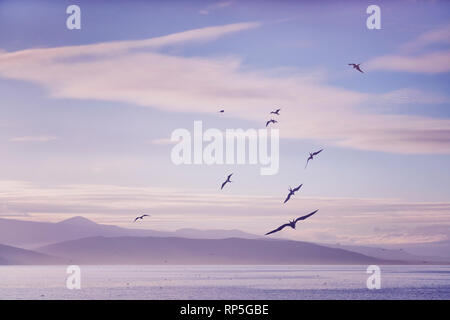 Herrliche frigatebirds (Fregata magnificens) bei Sonnenaufgang in der Galápagos-Inseln Stockfoto