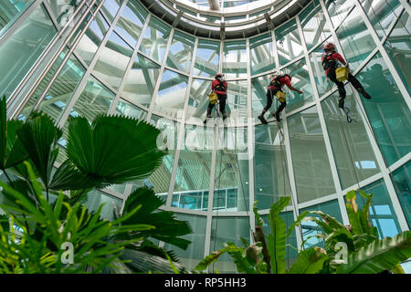 Arbeiter in Sicherheitsausrüstung reinigen Hochhausfenster in einem Glasgebäude, indem sie Seile und Gurte verwenden, um schwierige Stellen zu erreichen und Teamarbeit zu zeigen Stockfoto