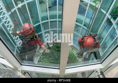 Arbeiter in Sicherheitsausrüstung reinigen Hochhausfenster in einem Glasgebäude, indem sie Seile und Gurte verwenden, um schwierige Stellen zu erreichen und Teamarbeit zu zeigen Stockfoto