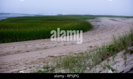 Strand mit grünem Gras in Wellfleet MA auf Cape Cod Stockfoto