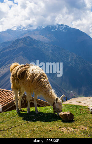 Alpaka essen Gras mit herrlichem Blick auf die Anden im Hintergrund. Stockfoto