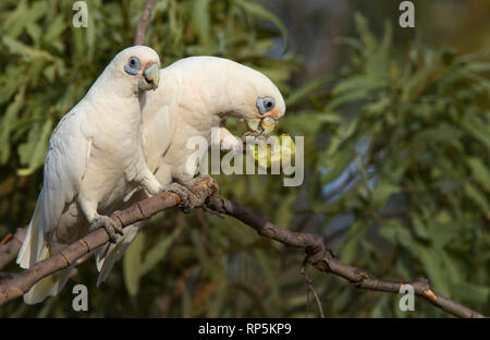 Ein paar Little Corellas, Cacatua sanguinea, eine Art von Papagei, in einem Baum gehockt mit einer Fütterung auf einer kleinen Melone. Stockfoto