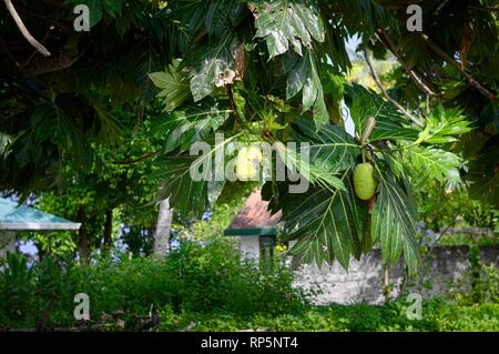 Grüne passionsfrüchte am Baum (Ari Atoll, Malediven) Stockfoto
