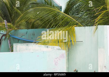 Eine Palme über eine weiße Wand in einem Dorf der Malediven (Ari Atoll, Malediven) Stockfoto