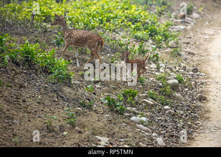 Chital Rotwild (Achse). Spotted Deer, Frau, Mutter, Damm, führenden, von, Junge, precocial fawn gefolgt. Januar. Corbett National Park. Nordindien. ​ Stockfoto