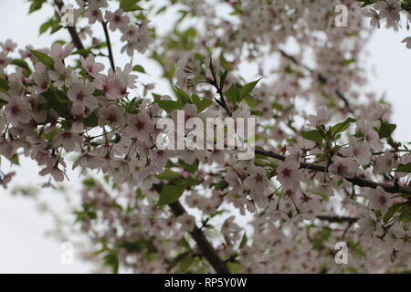 Cherryblossoms in der Nähe von einem japanischen Schloss Stockfoto