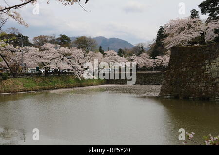 In der Nähe von Cherryblossoms Tsurugajo Schloss in Aizu-Wakamatsu Stockfoto