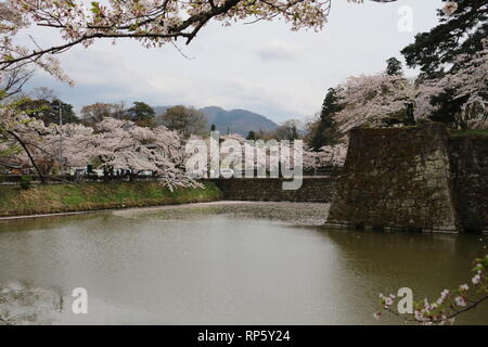 In der Nähe von Cherryblossoms Tsurugajo Schloss in Aizu-Wakamatsu Stockfoto