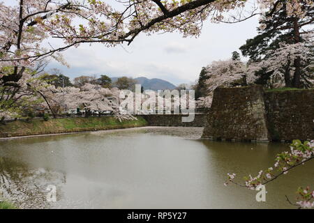 In der Nähe von Cherryblossoms Tsurugajo Schloss in Aizu-Wakamatsu Stockfoto