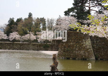 In der Nähe von Cherryblossoms Tsurugajo Schloss in Aizu-Wakamatsu Stockfoto