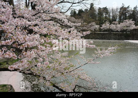 Cherryblossoms in der Nähe von einem japanischen Schloss Stockfoto