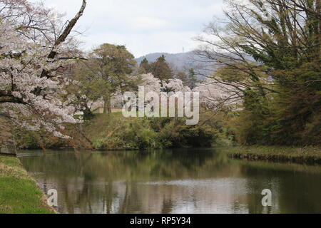 Cherryblossoms in der Nähe von einem japanischen Schloss Stockfoto