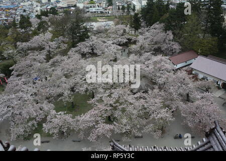 Cherryblossoms in der Nähe von einem japanischen Schloss Stockfoto