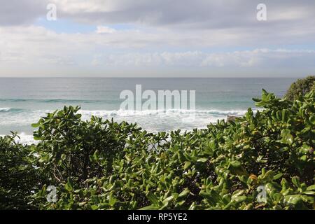 Bondi Beach im Sommer Stockfoto