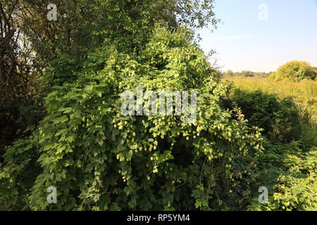 Wilder Hopfen im Naturschutzgebiet Stockfoto