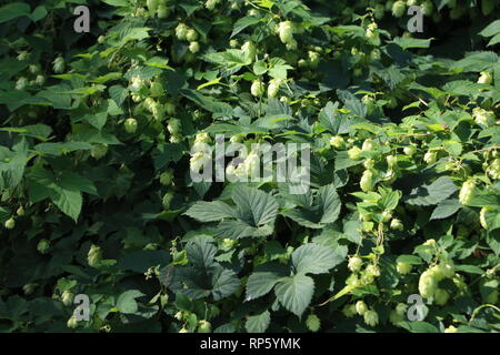 Wilder Hopfen im Naturschutzgebiet Stockfoto