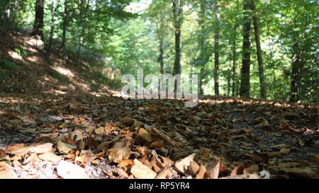 Schwarzwald Trail im Herbst Stockfoto