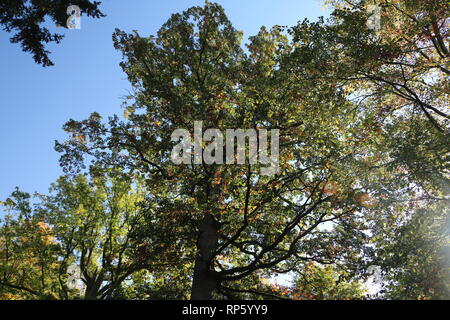Hohe Bäume in der Sonne Stockfoto