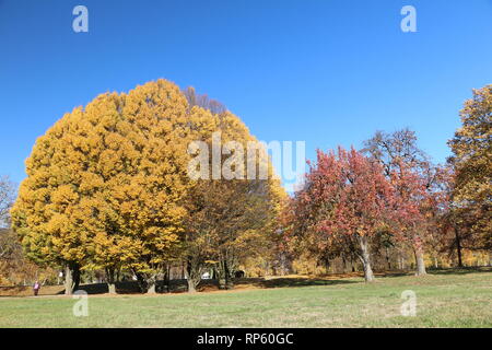 Die herbstlichen Baum im Park bei schönem Wetter Stockfoto