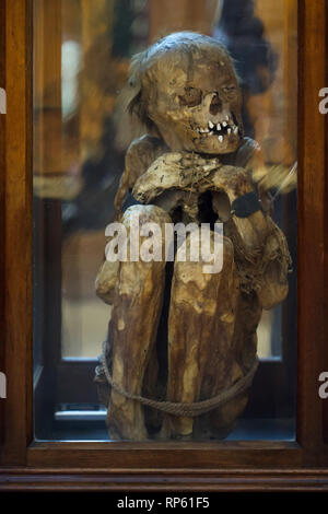 Mumie eines jungen Mannes der Chancay Kultur von Peru aus dem 16. Jahrhundert datiert auf Anzeige in der Carmo Archäologische Museum (Museu Arqueológico do Carmo) in der ehemaligen Carmo Kloster (Convento do Carmo) in Lissabon, Portugal. Stockfoto