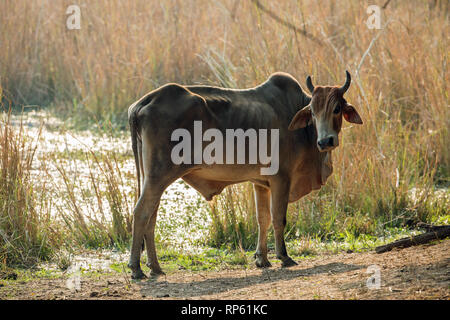 Zebu-rinder (Bos primigenius indicus). Stockfoto