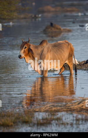 Zebu-rinder (Bos primigenius indicus). Wallowing durch die Untiefen des Sultanpur Jeel Feuchtgebiet. Im Norden Indiens. Viele Wasservögel präsentieren einige gewinnen Chance gestört wirbellose Nahrung zu fangen. ​ Stockfoto