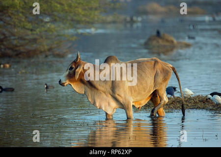 Zebu-rinder (Bos primigenius indicus). Wallowing durch die Untiefen des Sultanpur Jeel Feuchtgebiet. Im Norden Indiens. Viele Wasservögel präsentieren einige gewinnen Chance gestört wirbellose Nahrung zu fangen. Stockfoto