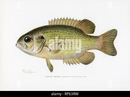 Rock Bass Fish von Sherman Denton Stockfoto