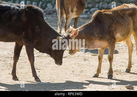 Zebu-rinder (Boa indicus). ​ zwei Farren, Kopf an Kopf, Jockeying für Position. Stockfoto