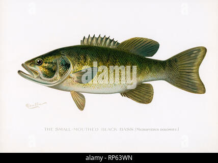 Kleiner, Mundiger Black Bass Fish von Sherman Denton Stockfoto