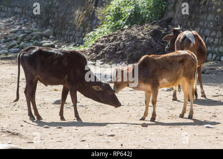 ​Zebu Rinder (Bos indicus), zwei Farren, mit Kopf treffen, N​one kämpferisch. Stockfoto