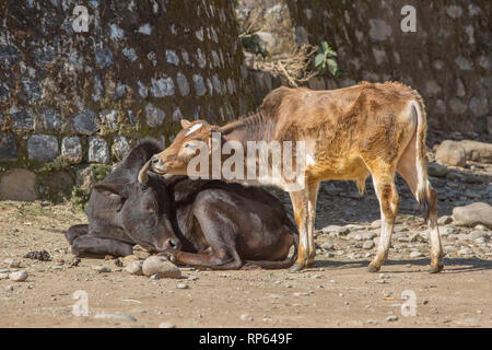 Zebu-rinder (Bos indicus), zwei Farren, keine konfrontative Aufmerksamkeit, Konferenz. Verhalten. Stockfoto