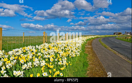 SANDEND ABERDEENSHIRE SCOTLAND NARZISSEN IM FRÜHLING WÄCHST AN DER STRASSE Stockfoto